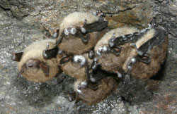 brown bats with white-nose syndrome, photo courtesy of science daily 