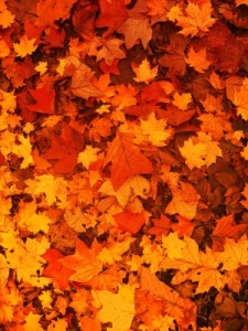 Autumn Leaves Background" by luigi diamanti