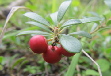 common bearberry, Photo credit: Jennifer Berger, UWinnipeg Biology Student