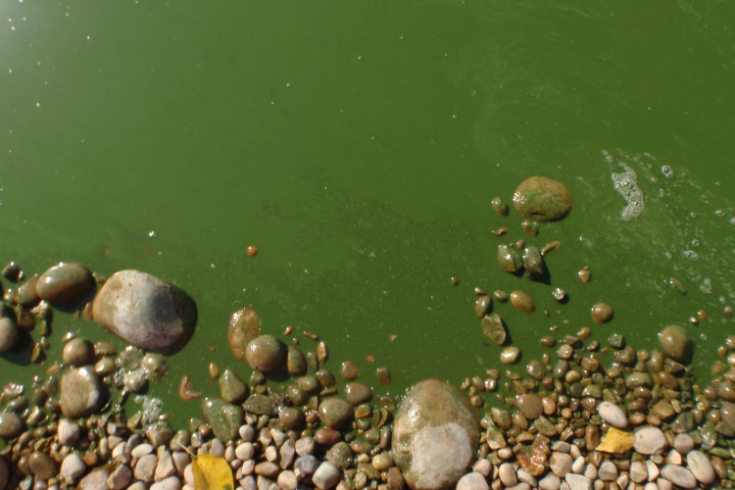 photo of cyanobacteria, colloquially called 'blue green algae')