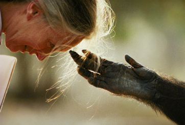 Dr. Jane Goodall, photo credit: National Geographic