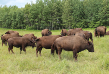 Bison-Herd-at-ANPO-Ranch, photo supplied