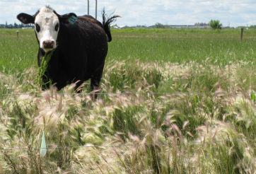 cow and Foxtail barley in a pasture