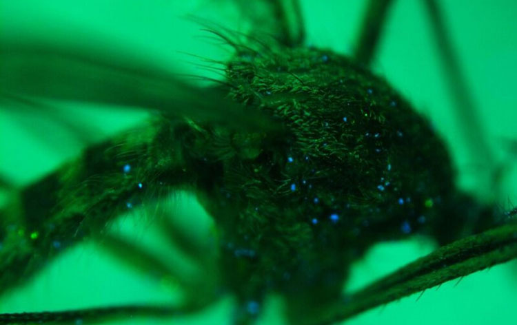 Up-close look at a mosquito marked with blue specks from fluorescent spray. Photo provided.