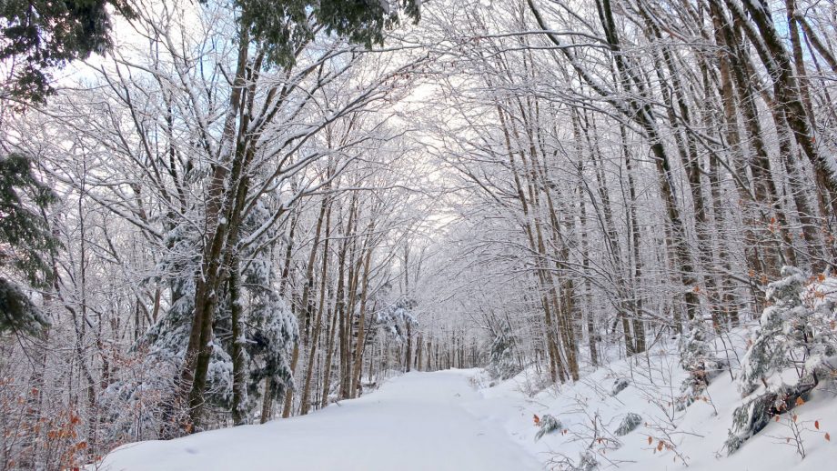 Snowy path with trees under a canopy of trees