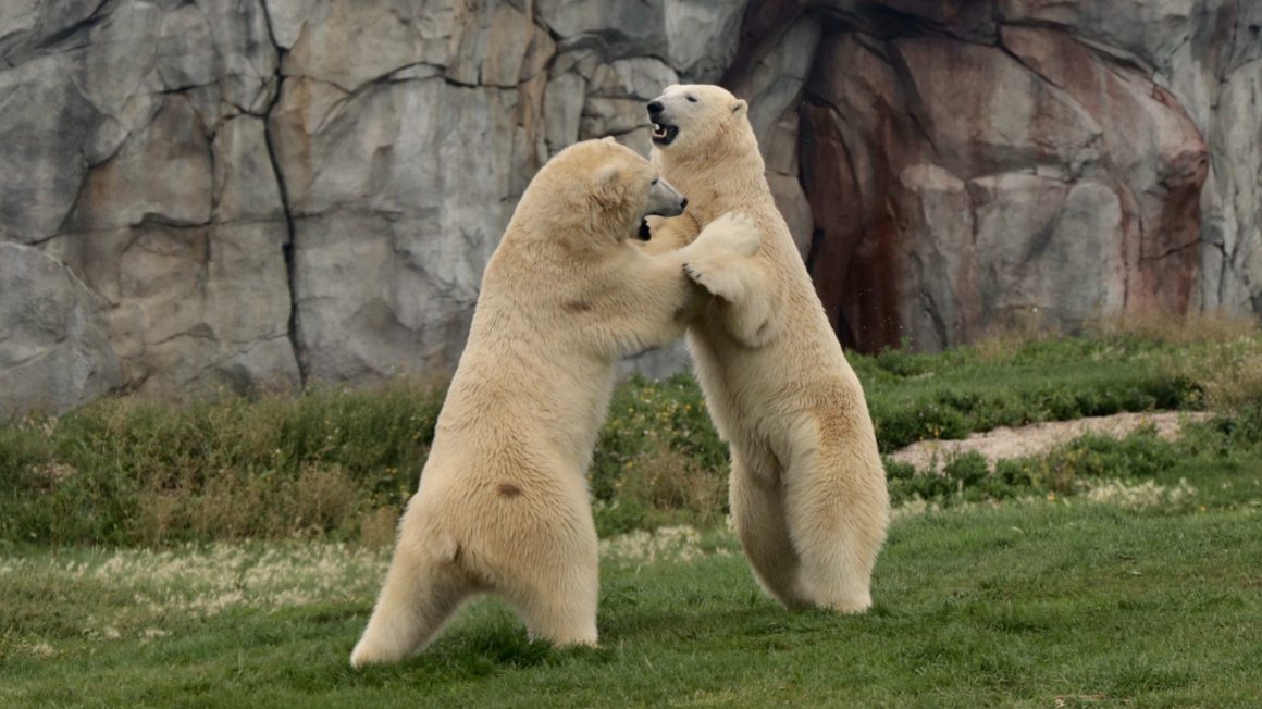 two polar bears standing on their hind legs wrestling