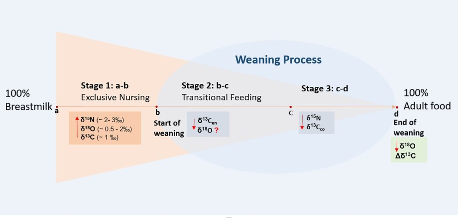 Chart outlining the various stages of the weaning process.