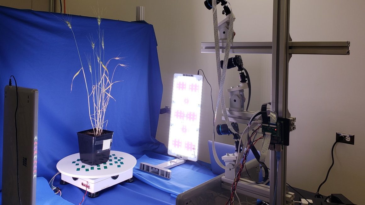 Cameras on a stand create a 3D image of a wheat plant that is illuminated by a bright light.