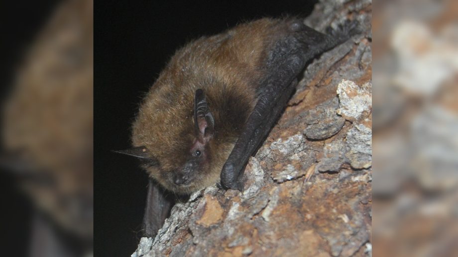 A bat hanging in a cave.