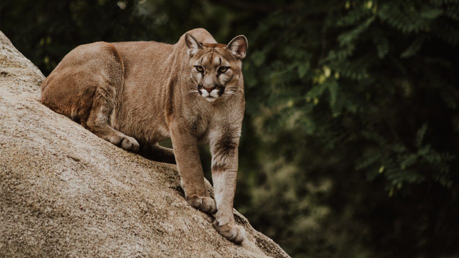 A cougar sits on a rock face.