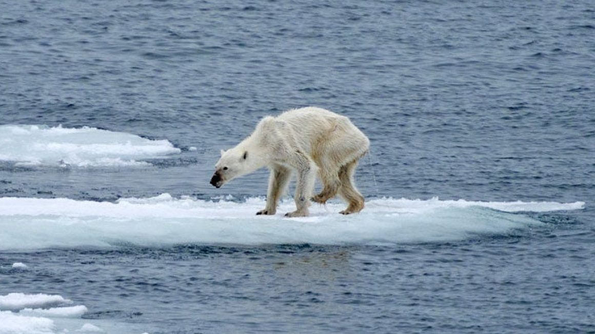 A starving polar bear on broken piece of ice floating in the sea.